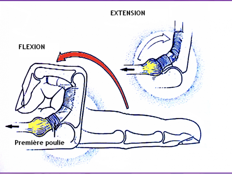pathologie Centre de consultations de la main épaule et membre inferieur guadeloupe