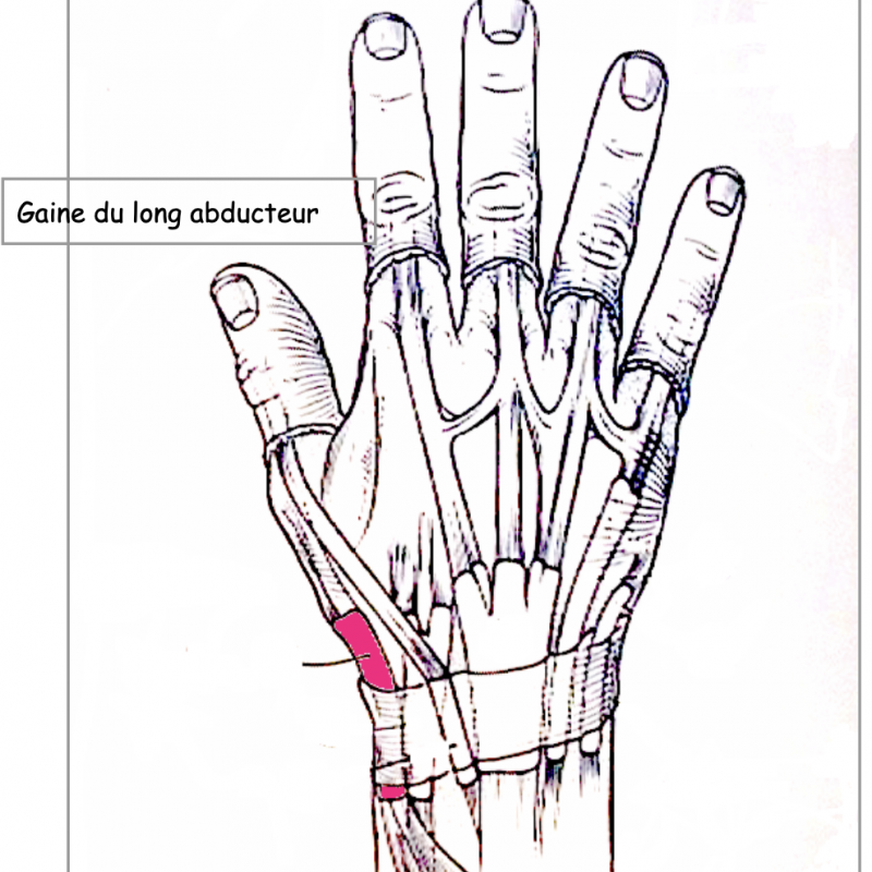 pathologie Centre de consultations de la main épaule et membre inferieur guadeloupe