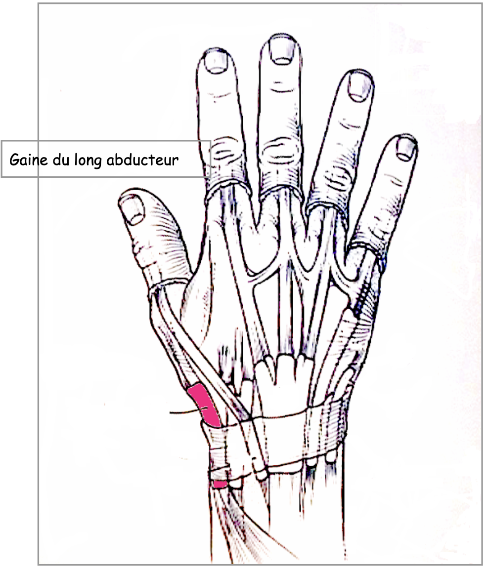 pathologie Centre de consultations de la main épaule et membre inferieur guadeloupe pathologie Centre de consultations de la main épaule et membre inferieur guadeloupe